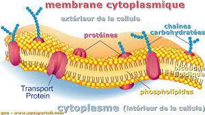la-membrane-.jpg